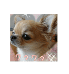 チワワのLilyとうさぎのmimi3（個別スタンプ：15）