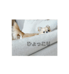 チワワのLilyとうさぎのmimi3（個別スタンプ：22）
