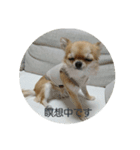 チワワのLilyとうさぎのmimi3（個別スタンプ：24）