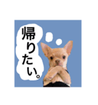 MUGISTAMP1（個別スタンプ：3）