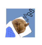 MUGISTAMP1（個別スタンプ：5）