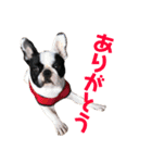えまえまゆず（個別スタンプ：12）
