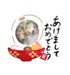 ラフコリーと仲間達冬編（個別スタンプ：1）