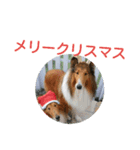 ラフコリーと仲間達冬編（個別スタンプ：4）