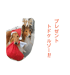 ラフコリーと仲間達冬編（個別スタンプ：5）