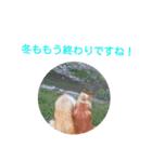 ラフコリーと仲間達冬編（個別スタンプ：8）
