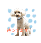 ラム凛フクたらこスタンプ（個別スタンプ：1）