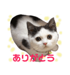 ラム凛フクたらこスタンプ（個別スタンプ：14）