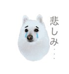 ポメラニアンの蘭丸くんpart4（個別スタンプ：4）