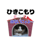 ラグドール(猫) ルルナ 日常編2（個別スタンプ：30）