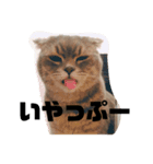 スコティッシュ いびざ（個別スタンプ：5）