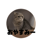 スコティッシュ いびざ（個別スタンプ：6）