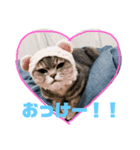 スコティッシュ いびざ（個別スタンプ：7）