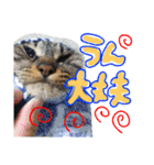 れんちゃんぽんめん（個別スタンプ：12）
