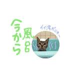 れんちゃんぽんめん（個別スタンプ：17）