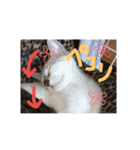 れんちゃんぽんめん（個別スタンプ：25）