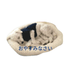 トイプーのりんごです（個別スタンプ：2）