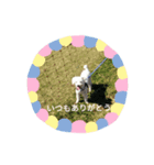トイプーのりんごです（個別スタンプ：4）