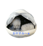 トイプーのりんごです（個別スタンプ：5）