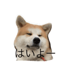 ふみえJAPAN（個別スタンプ：1）