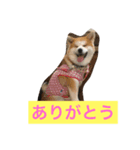 ふみえJAPAN（個別スタンプ：7）