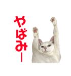 しらこ様の雑なスタンプPart2（個別スタンプ：9）