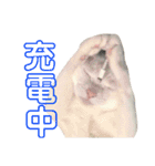 しらこ様の雑なスタンプPart2（個別スタンプ：11）