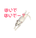 しらこ様の雑なスタンプPart2（個別スタンプ：17）