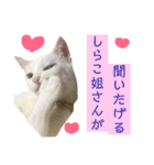 しらこ様の雑なスタンプPart2（個別スタンプ：20）