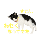 しらこ様の雑なスタンプPart2（個別スタンプ：21）