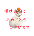しらこ様の雑なスタンプPart2（個別スタンプ：22）