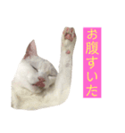 しらこ様の雑なスタンプPart2（個別スタンプ：26）