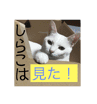 しらこ様の雑なスタンプPart2（個別スタンプ：30）