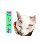 しらこ様の雑なスタンプPart2（個別スタンプ：32）