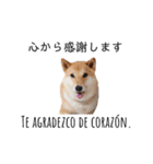 柴犬ダビデのスペイン語講座（個別スタンプ：17）