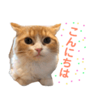 わんぱくまろんの日常（個別スタンプ：2）