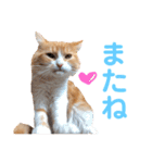 わんぱくまろんの日常（個別スタンプ：3）