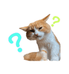 わんぱくまろんの日常（個別スタンプ：4）