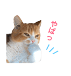 わんぱくまろんの日常（個別スタンプ：8）