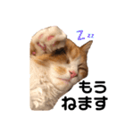 わんぱくまろんの日常（個別スタンプ：9）