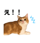 わんぱくまろんの日常（個別スタンプ：17）