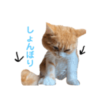 わんぱくまろんの日常（個別スタンプ：18）