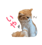 わんぱくまろんの日常（個別スタンプ：19）