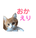 わんぱくまろんの日常（個別スタンプ：23）