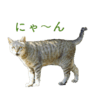 ちいきねこ4（個別スタンプ：1）