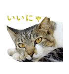 ちいきねこ4（個別スタンプ：2）