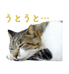 ちいきねこ4（個別スタンプ：3）