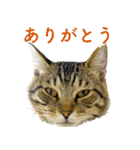 ちいきねこ4（個別スタンプ：5）