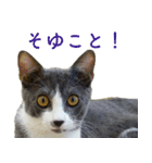 ちいきねこ4（個別スタンプ：7）