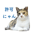 ちいきねこ4（個別スタンプ：8）